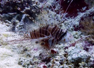 lionfish